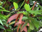 Quercus risophylla 03-24-07