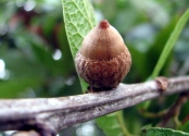 Quercus risophylla 10-22-06